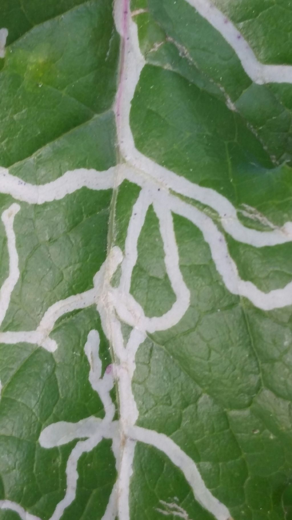 Striscie bianche su foglie: gallerie scavate da larve di Agromyzidae